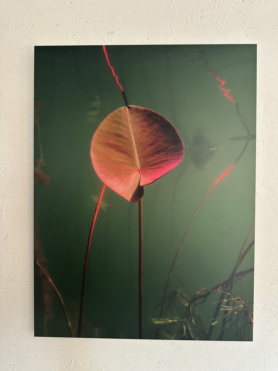 Aqua Lilium 05

Foto-Abzug auf Alu-Dibond, matt
53,3 x 40 cm