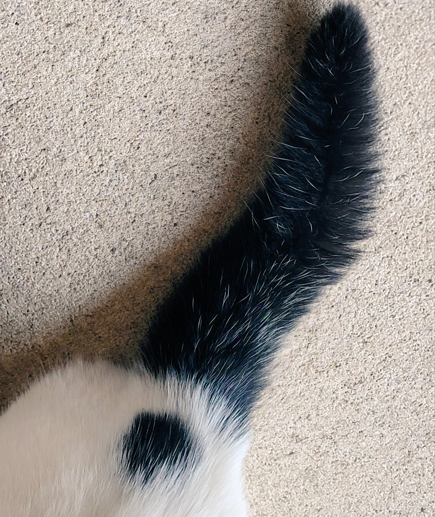 My cat's tail is an exclamation mark.

Follow me for more riveting content.