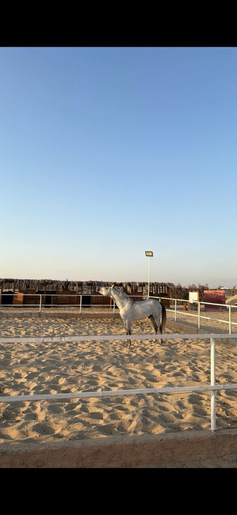 +966🐎 ABDULRAHMAN tweet media