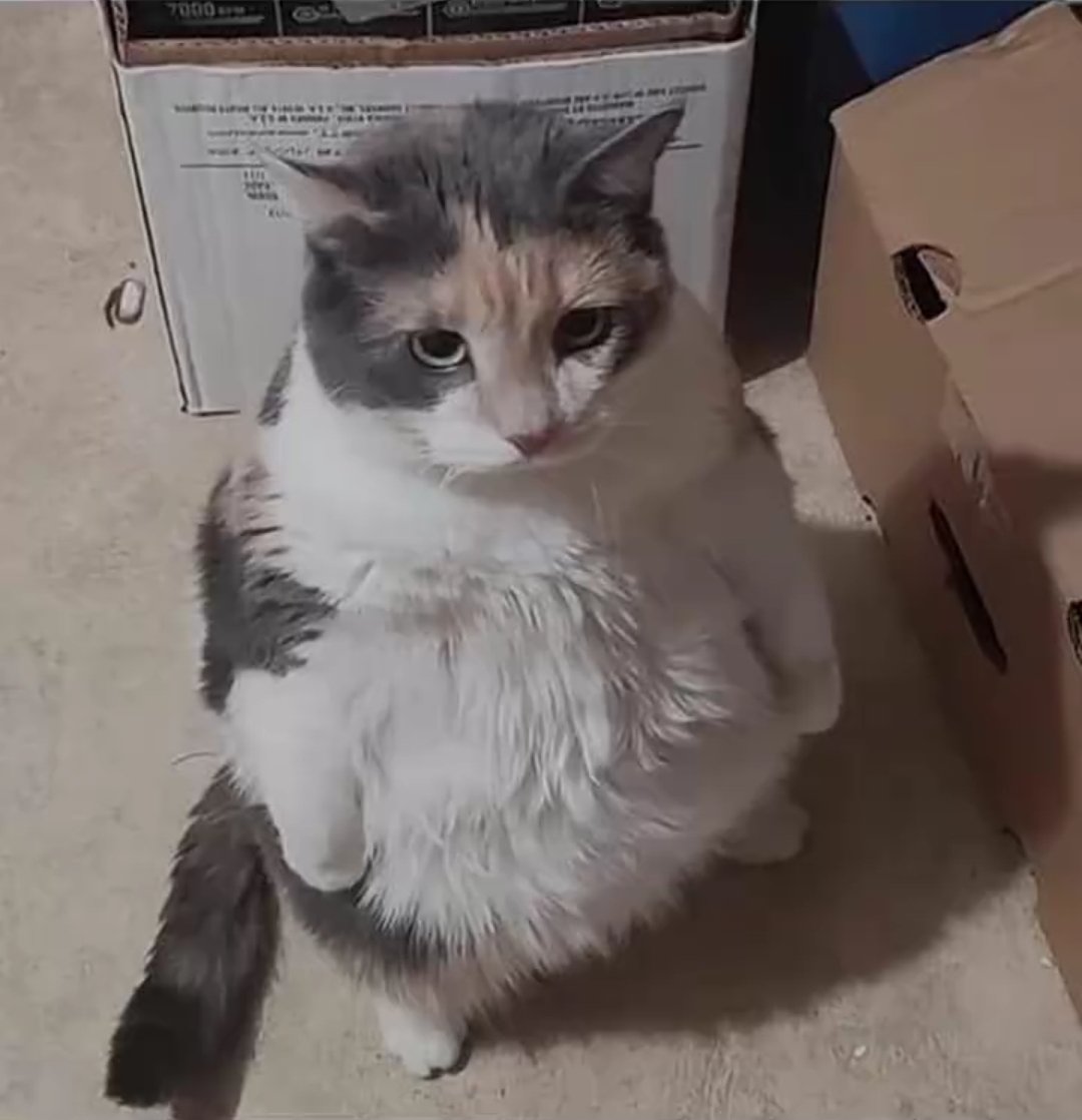 soares ᶜᵉᶜ tweet media