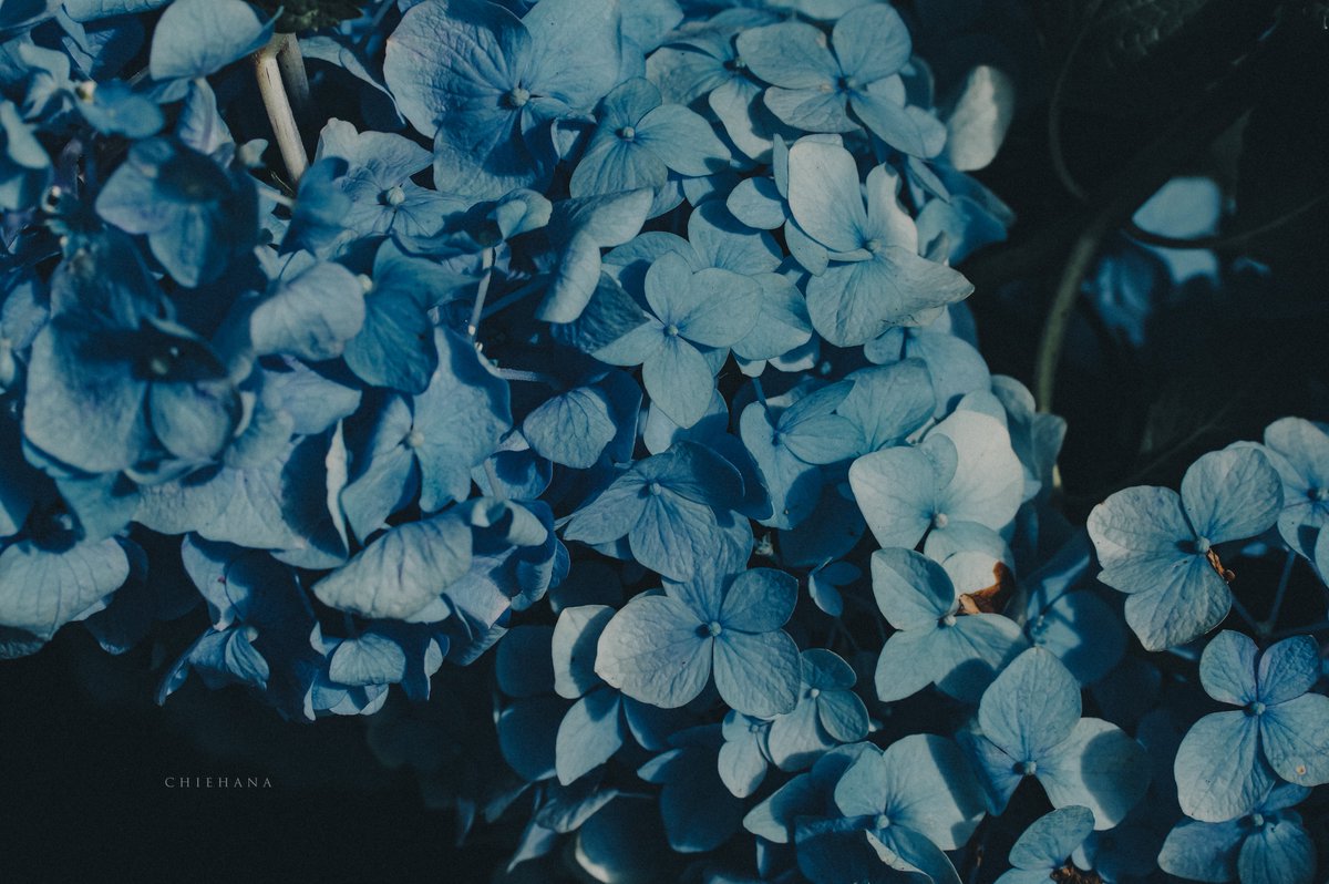 ran2013609's tweet photo. 花の気配 https://t.co/1PTXA3of4u