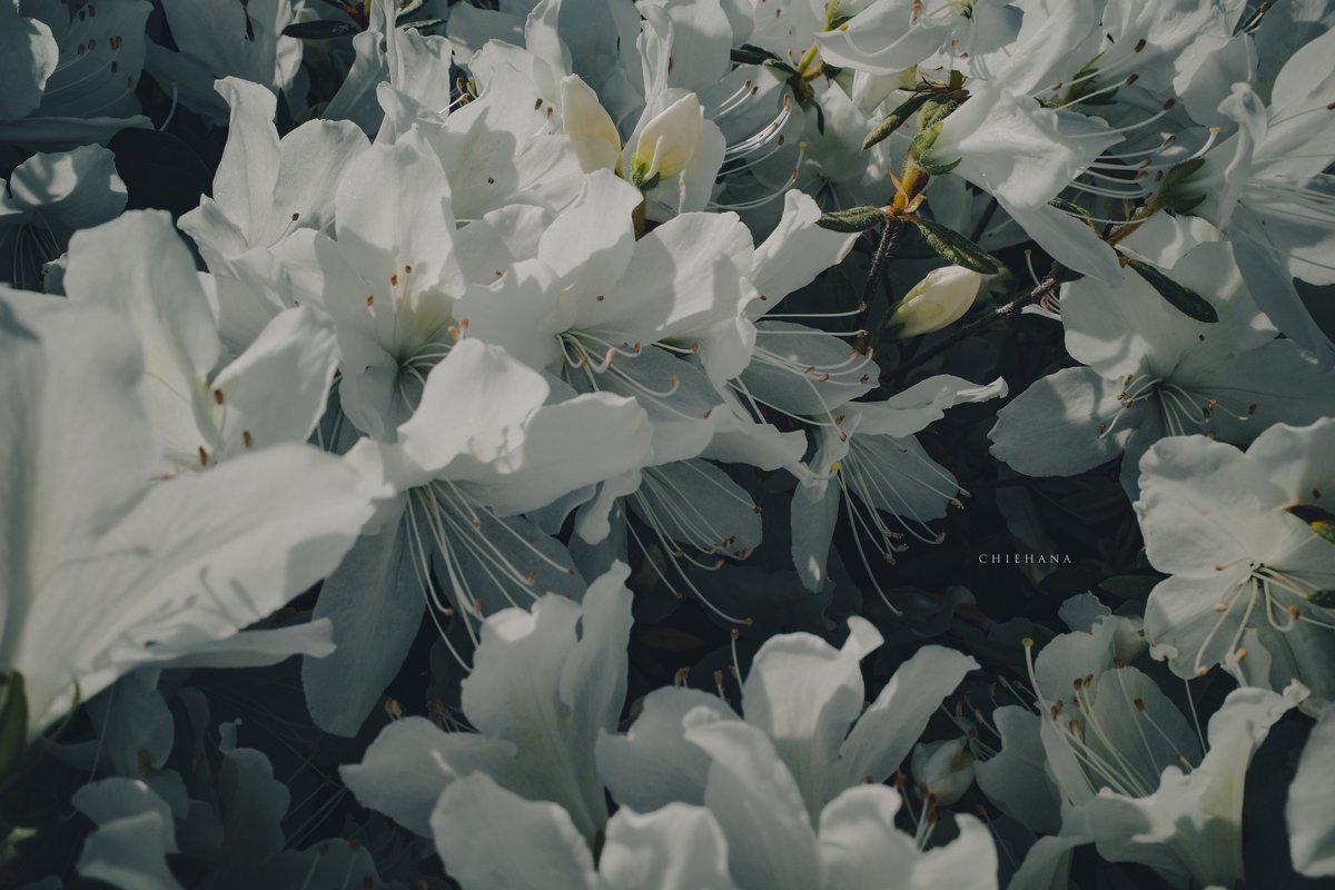 ran2013609's tweet photo. 花の気配 https://t.co/1PTXA3of4u