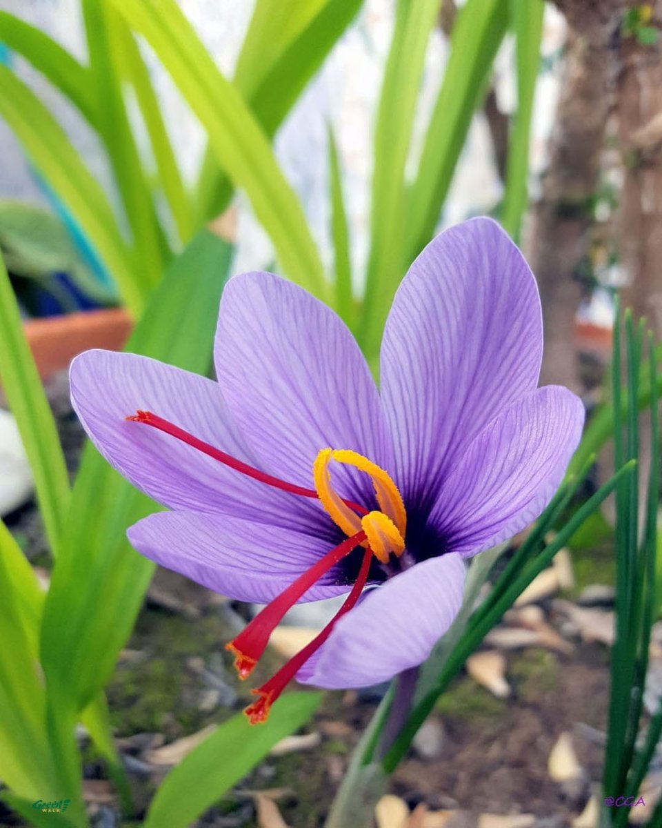 Flor del azafrán Me encanta!!!😍
Saffron crocus I love it!!
📸<a href="/greenwalkES/">GreenWalk</a>