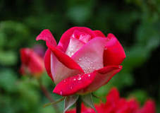 ramesh (reddy) tweet media