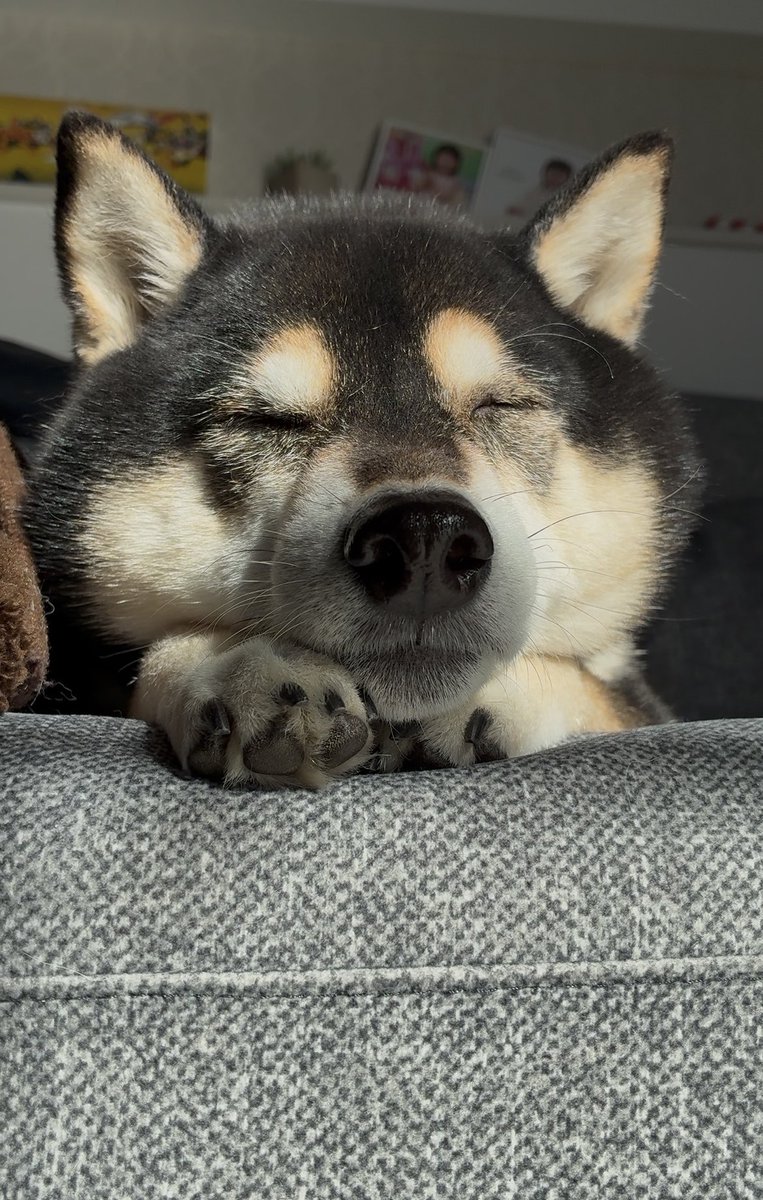 ぽんぽんポン助 (@ponpon_PONSUKE_) / Posts / X