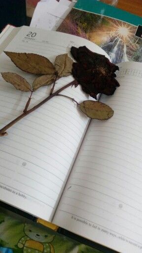 SilentReverie_5's tweet image. দীর্ঘশ্বাস জমে গেছে আয়ু সমান; 
পুরোটা তোমাকে ঘিরে এমন টা না। 
নিজের প্রতি যতটা নির্দয়তা দেখিয়েছি মনে পড়তেই ভিতর থেকে দীর্ঘশ্বাস বেড়িয়ে আসে!

নির্দিষ্ট কিছু ক্ষত সবারই থাকে; সেই ক্ষতের যত্ন অন্যের বেলায় যতটা নিয়েছি, নিজের বেলায় ততটাই অযত্নের পাহাড় গড়ে তুলেছি। নিজের জন্য…