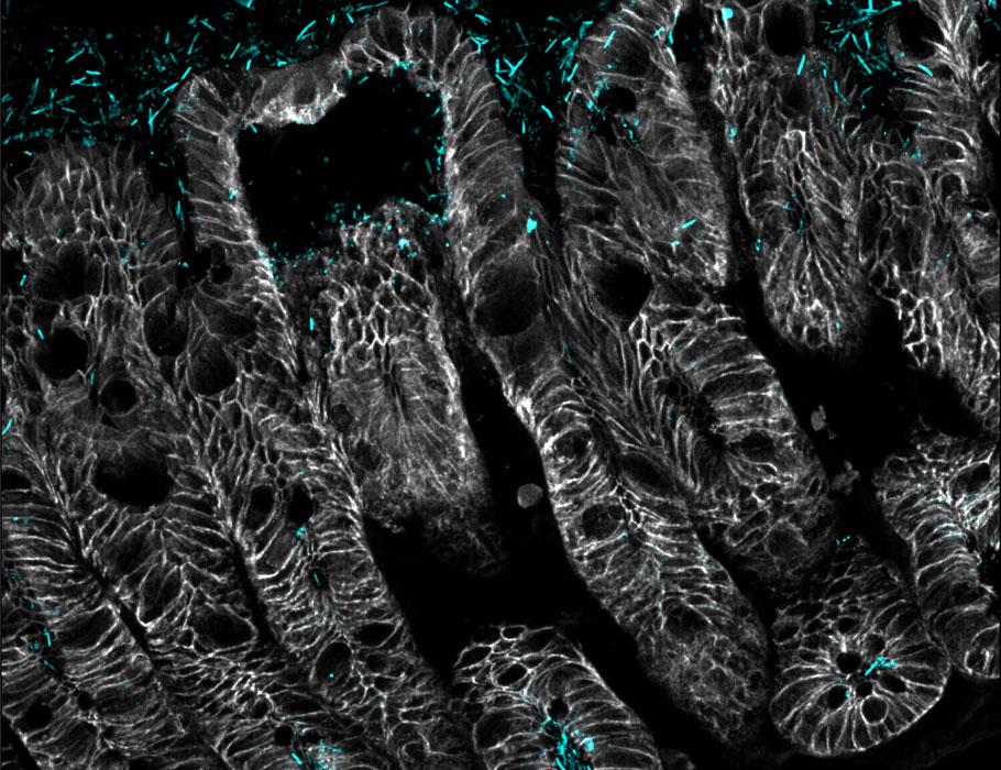 Science Immunology tweet media