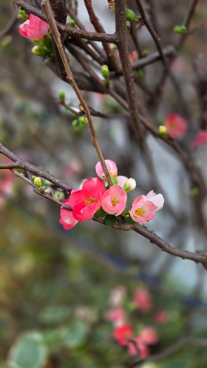 coffee_ease's tweet photo. 今日は、ボケを見かけたの🌸

かわいいね🌸

白と黒ばかりのこの時期に

かわいいピンクの花🌸

ありがとう❤

#ボケ  #大寒 #悪性リンパ腫
#リハビリ散歩 #エザルミア
#再発 #希少がん #ステージ4 https://t.co/I6kcUlJMtr