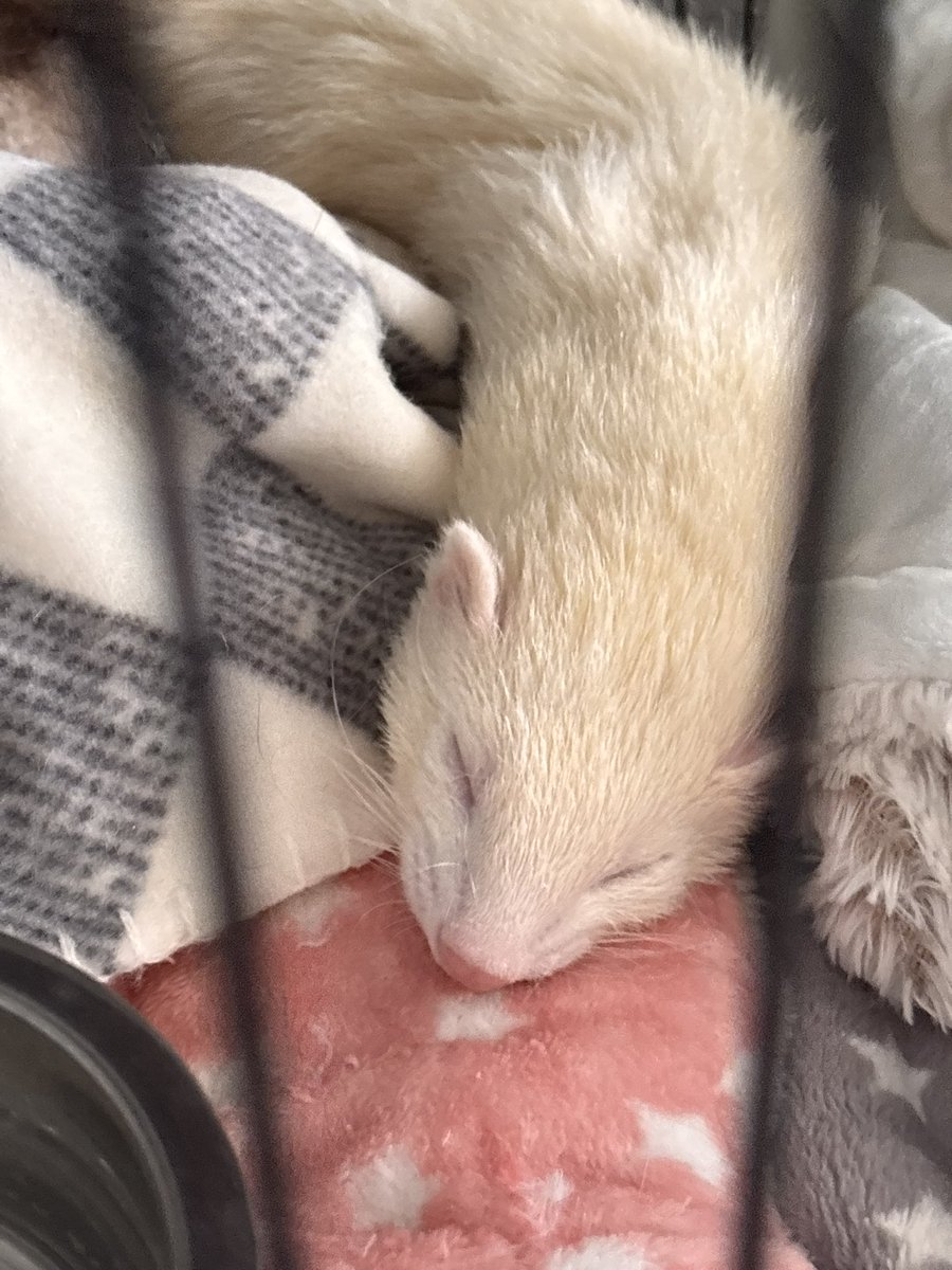 WAWA 👾⭐️ DawgTuber tweet media