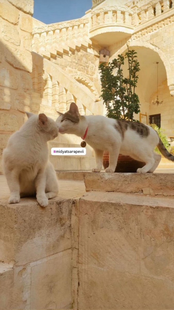 Alya and Cihan one day.
We are tired to wait a kiss 💋. 
#UzakŞehir #CihAl #Cihan #Alya #AlyaAlbora #UzakŞehir #SinemÜnsal #OzanAkbaba <a href="/KanalD/">Kanal D</a> <a href="/AynaYapim/">AYNA MEDYA</a> <a href="/ayyapim/">AY YAPIM</a>