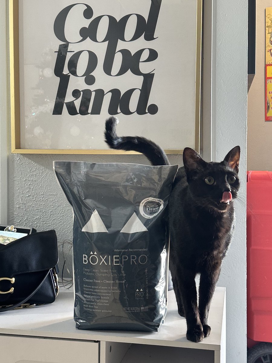HelloBoxiecat's tweet image. Share your #BoxieSelfie with us for a chance to be featured!⁠
⁠
📷️ @avecnancy