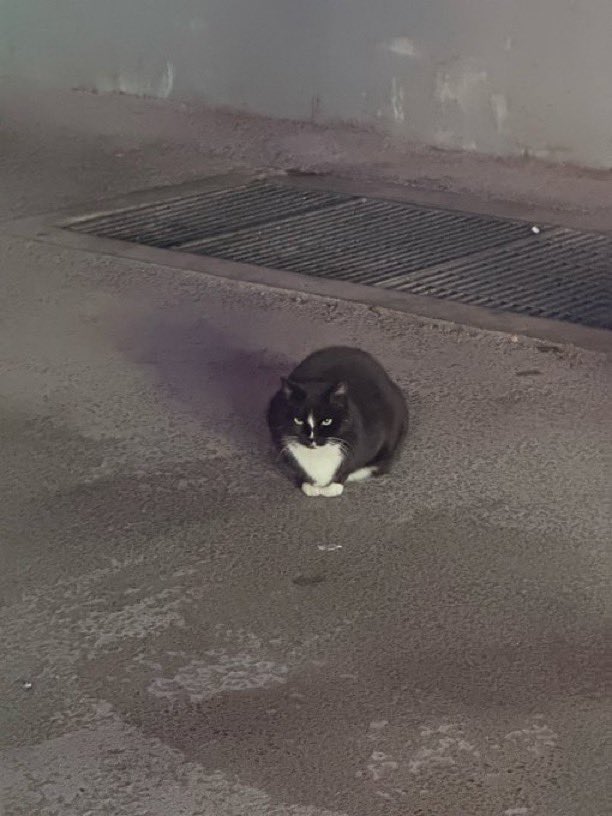 82MAJORGLOBAL's tweet image. Seokjoon taking a picture of Seongbin taking a picture of a cat ft. Seokjoons finger&amp;gt;&amp;gt;&amp;gt;&amp;gt;