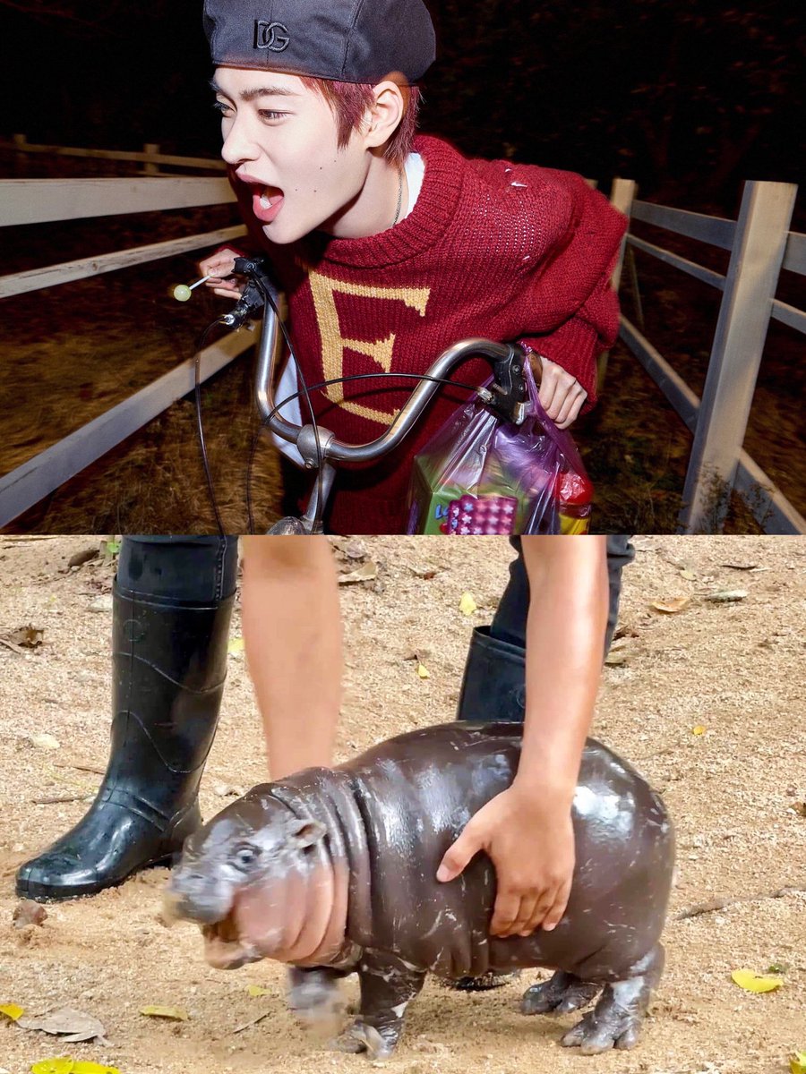 meomarshal's tweet image. Moo Deng’s behavior :