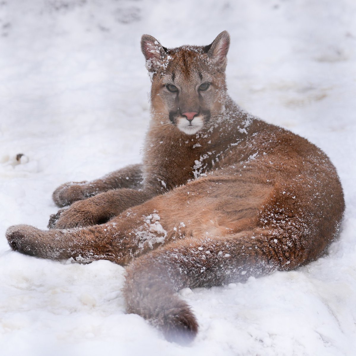 ヨッシー (@yoshi_s05) / Posts / X