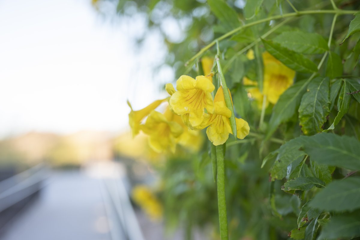 Nevada State University tweet media