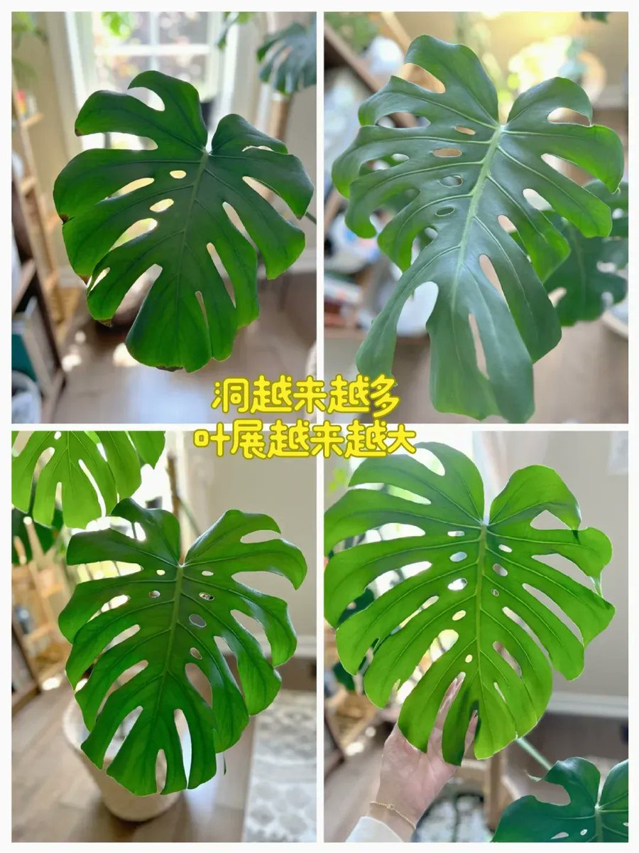 htrssshu's tweet photo. 5-Second Green Tip: Let your plant's leaves tell you! Yellow, droopy leaves = overwatered (let soil dry 2-3 inches). Crispy brown tips = thirsty (water deeply next time). Happy leaves = happy you!  #PlantParentWin #EasyGreenery https://t.co/xg5WBoyHED