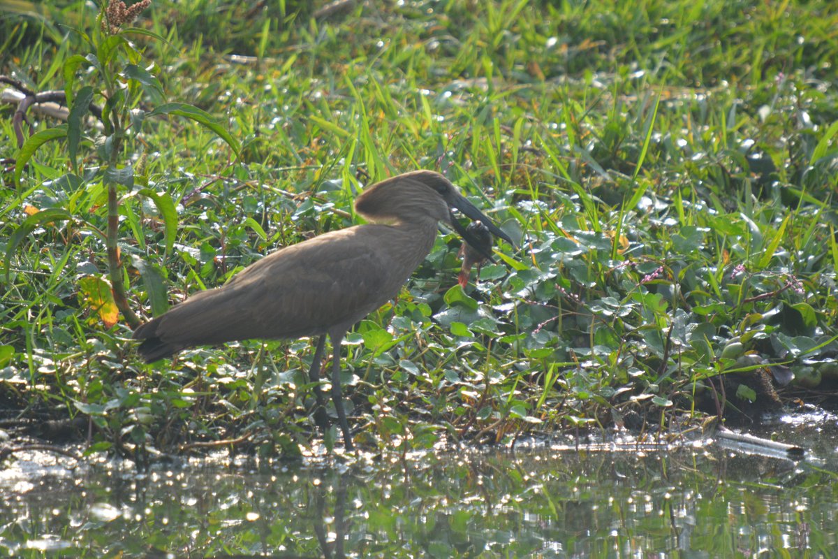 This year’s count is especially significant as it marks 65 years of coordinated waterbird monitoring worldwide. The exercise underscores the value of citizen science in strengthening wetland knowledge and informing evidence-based conservation decisions.