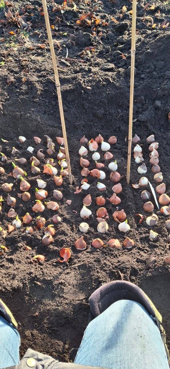 HeleenHoltmanns's tweet photo. Vanmiddag nog tulpen 🌷🌷🌷 gepoot. 
Dat is vrij laat maar kan nog prima! Dus hup als je ook nog bollen hebt liggen 😉. 
#pluktuin https://t.co/nAaKT8CZye