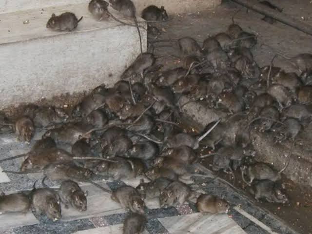 Bedbugs infested room or Rats infested room .