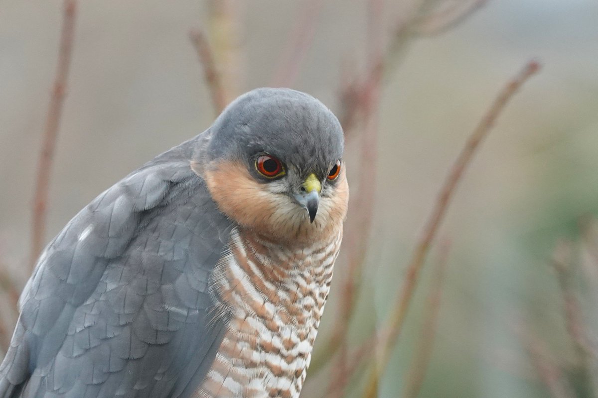 Vandaag kwam sperwer weer eens langs in onze tuin. Wat is ie mooi hè.