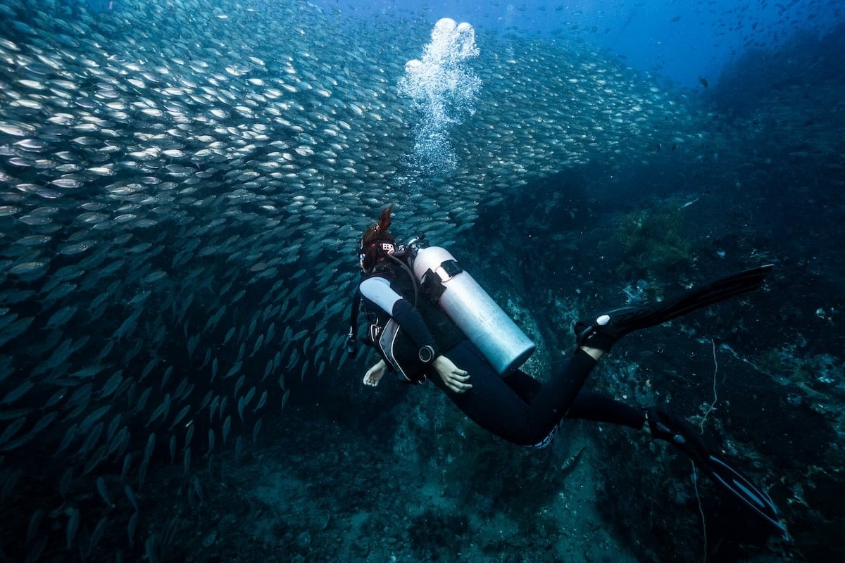 Our Divemaster Conservation Internship, will help you to become proficient in conducting underwater research and conservation work. This includes practical skills like underwater survey techniques, data collections. ecokohtao.com #kohtao #Conservation #Divemaster