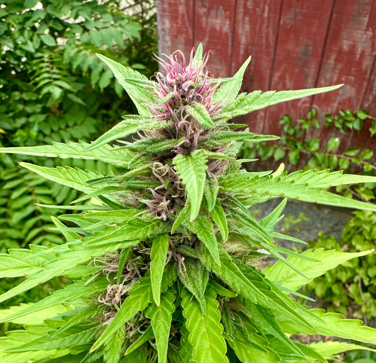 HIGH_TIMES_Mag's tweet image. 🔥 Top 100 Nugshots of 2025 🔥

#95 — Blueberry

📸 Thomas Laramee