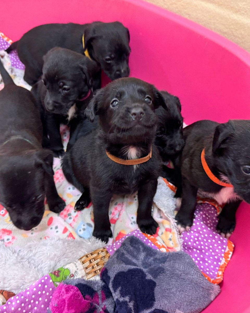 Dogs Trust 💛🐶 tweet media