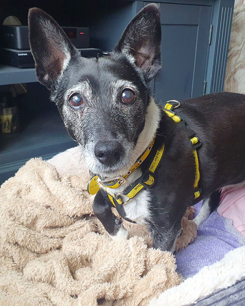 Dogs Trust 💛🐶 tweet media