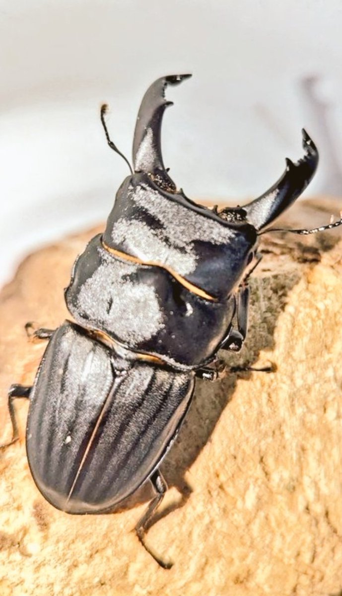 ローゼンYUI (@poruteri64) / Posts / X