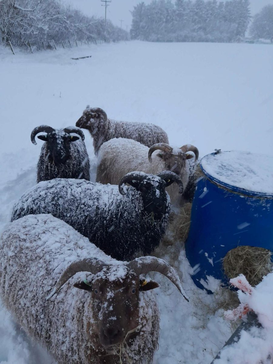 Watson Seeds tweet media