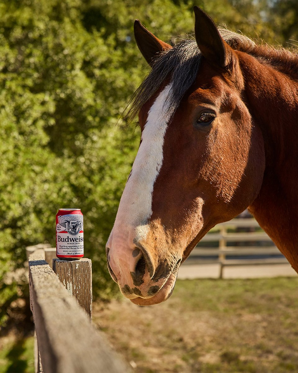 Can we interest you in a Bud and a Super Bowl commercial? RT if you’re hyped.