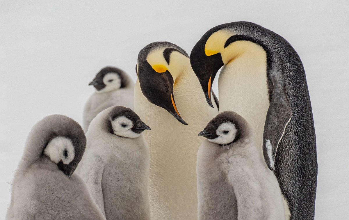 Imagine standing a meters from a colony of emperor penguins, the wind carrying small flurries of Antarctic snow while these regal birds waddle, call, and pose just for you. Would you believe a place this wild still exists? Ready for an adventure that’s equal parts bucket-list