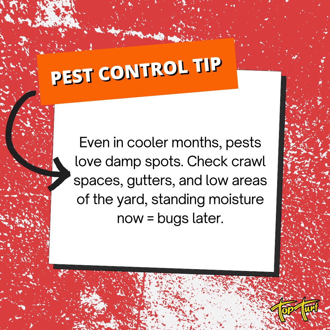 TopTurf's tweet image. Cold weather doesn’t scare pests… moisture invites them. 🐜
A little standing water now can turn into a big bug problem later. Check those damp spots early.
#TopTurf #PestControl #PestPrevention #MoistureControl #BugAwareness #WinterPests #HomeCareTips #PestManagement