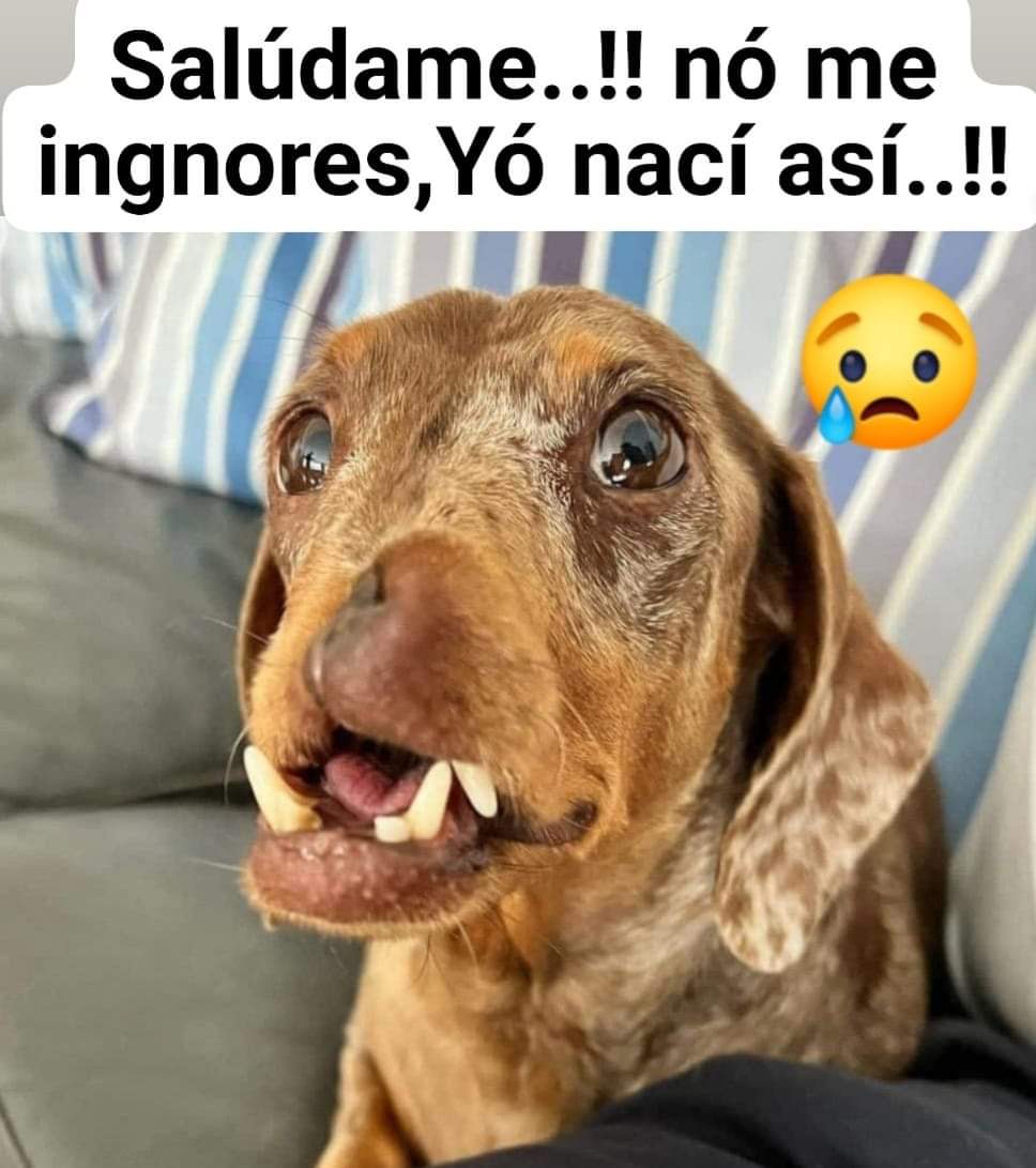 Perrosenlacalle's tweet image. 😘😘😘❤️❤️❤️🐾🐾