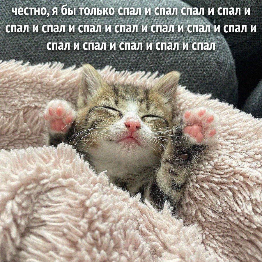 catsilcats's tweet image. 