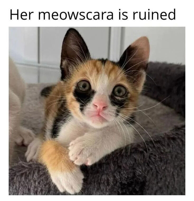 WholesomeMeme's tweet photo. https://t.co/wNhuJ8vbo1