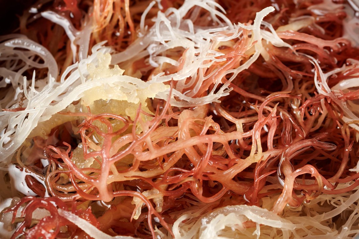 AFCUrgentCareDT's tweet photo. ⚠️ Reported Microbial Growth Sparks Recall on a “Superfood” Sold at Popular Regional Grocers
.
🧪 Read more: https://t.co/tNxEU7rOmD
.
#SeaMossRecall #FoodSafetyAlert #FDAUpdate #BotulismRisk #CheckYourFridge #WellnessNews #Health #Recall https://t.co/xIIjd1MqVh