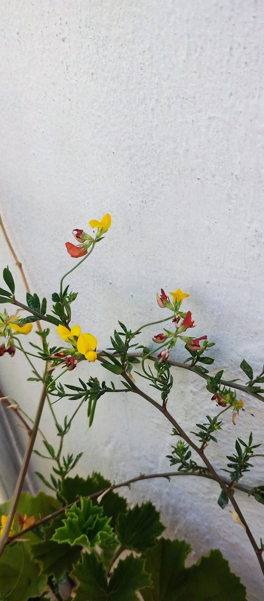 Simples flores #Barracas #CABA 🌼🥀🇦🇷
#hacerfotos