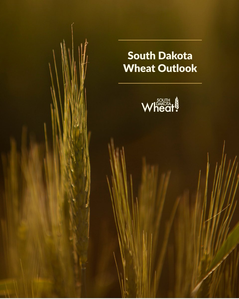 SD Wheat  tweet media