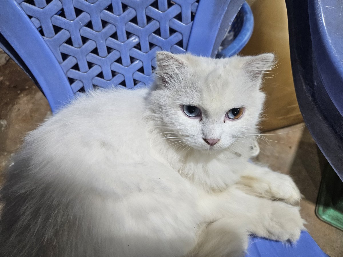 Cfifcha's tweet image. Нашла кошку красивую оч))