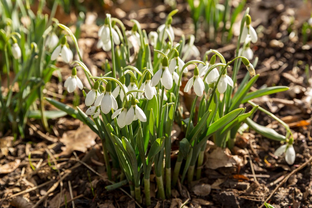 CentralParkNYC's tweet photo. And just like that, we found blooms in Central Park!

Snowdrops are often the first flowers to bloom in Central Park, growing through frost and snow in late January and February. Even on a very cold day in NYC, these small but mighty bulbs are a welcome reminder of spring. https://t.co/mpNdiEUAbx