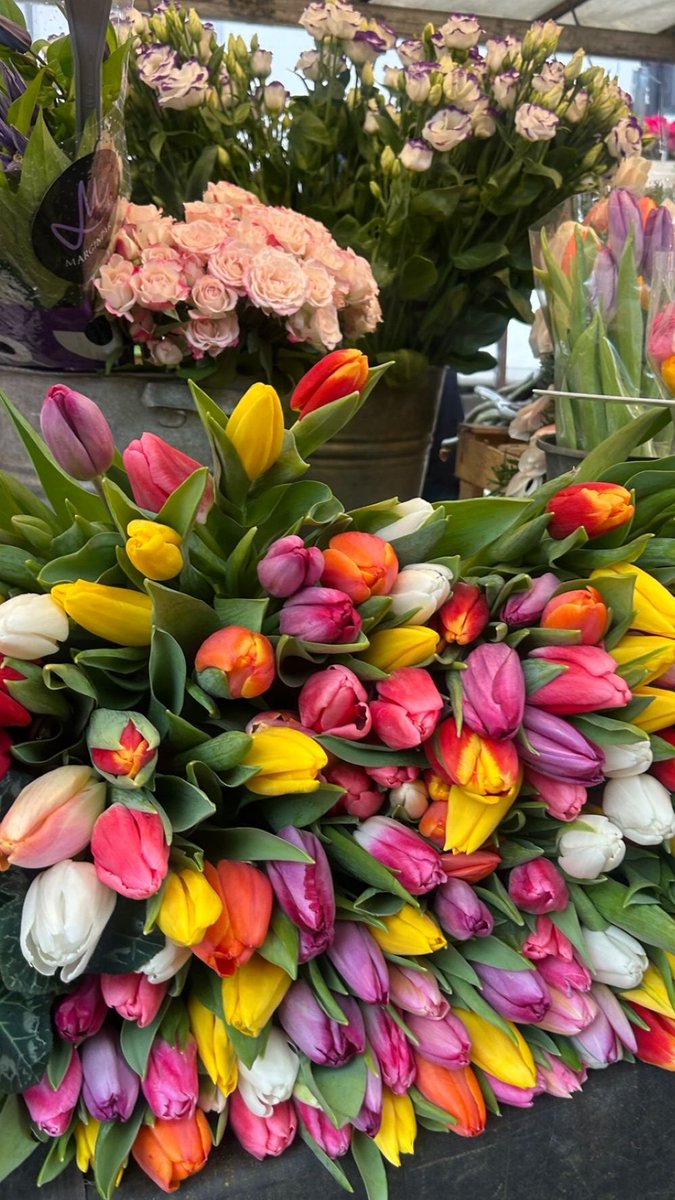 TliliFadhila's tweet photo. This is what hope looks like in life: quiet yet powerful, and overflowing. Side by side, without competition, everything finds its place. Life does not bloom one color at a time. 
#Flowers #ColorTherapy #Bloom #PositiveEnergy #GoodVibes #LifeInColor #Inspiration #DailyReminder https://t.co/6nrj7AzmPP
