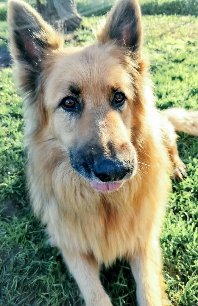 BonnieblueBlue's tweet photo. Well it's #TongueOutTuesday #TOT pals. But it feels like Monday 😐 - Apollo ♥️🐾 #ApolloTheGSD https://t.co/11Nzi7Moxr