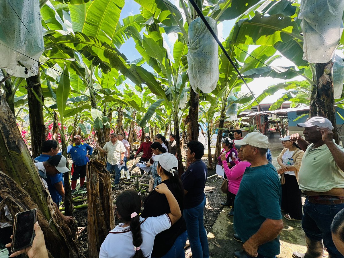 AgrobanEC's tweet photo. Cada eslabón de la sostenibilidad es tan fuerte como su eslabón más débil, y si no hay rentabilidad, no existe sostenibilidad; por eso es que el programa de capacitación #ProyectoFARM #AgroConciencia incluye el Módulo de Productividad @pnud @PNUDEcuador @EcuadorMAE @AgriculturaEc https://t.co/C7v4I0x8Ji