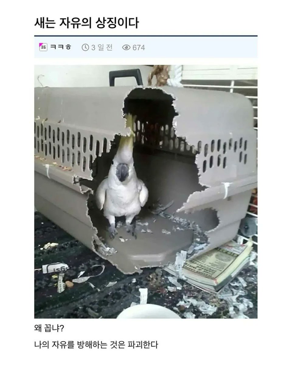 새가 자유의 상징인 이유