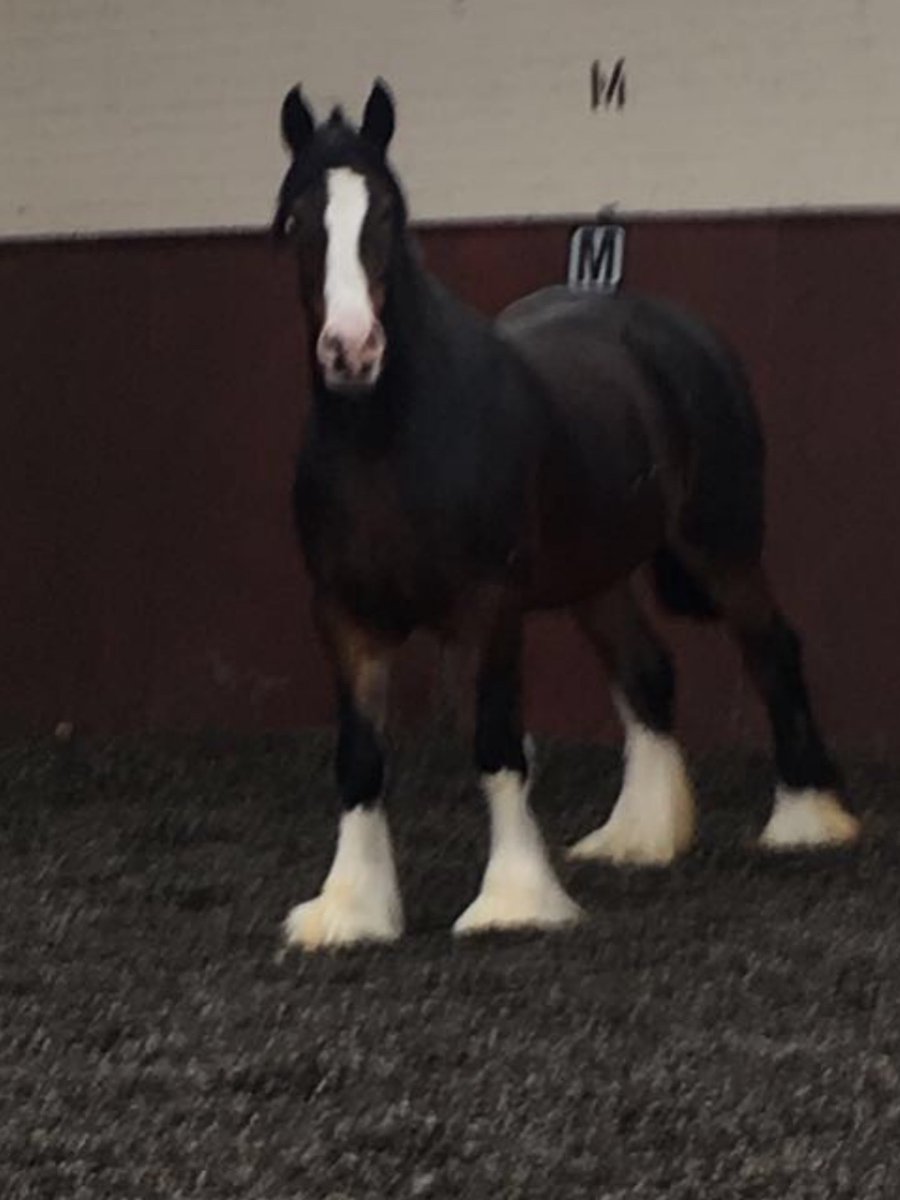 MerPolMounted's tweet image. #TransformationTuesday 
Oxberry came to the department in 2017
After her isolation period she was given her full police make over
Oxberry is 1 of my allocated horses so I will clip her legs every 14 days to keep her looking smart
#StandTall #PHOxberry #PoliceHorses #MerpolMounted