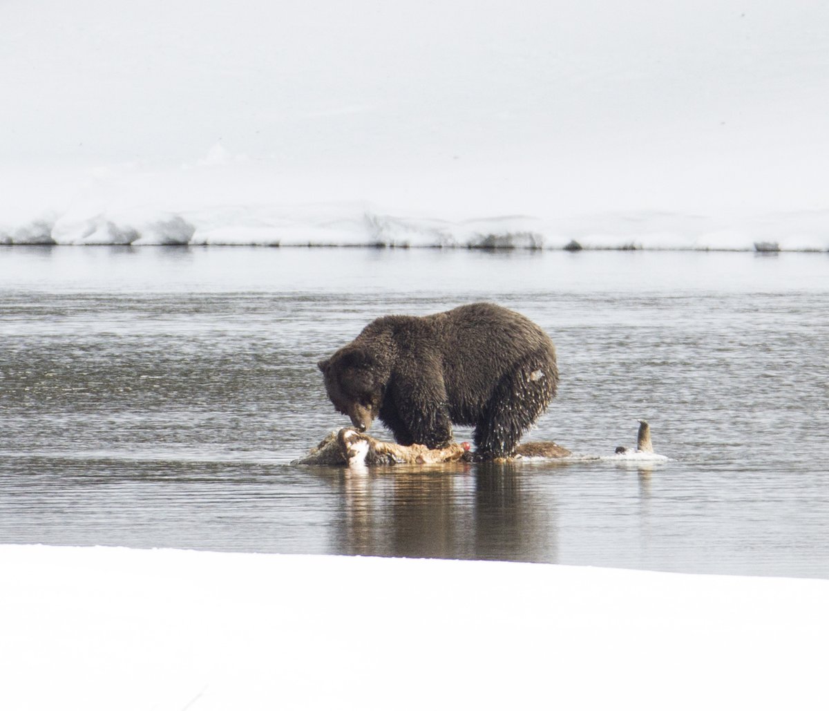 RMEF's tweet image. RMEF &amp;amp; @PERCtweets call on @USFWS to bolster endangered &amp;amp; threatened species by rescinding the one-size-fits-all blanket rule. See our public comments➡️rmef.org/media/rmef-to-…