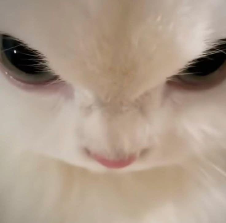 twaniimals's tweet image. 