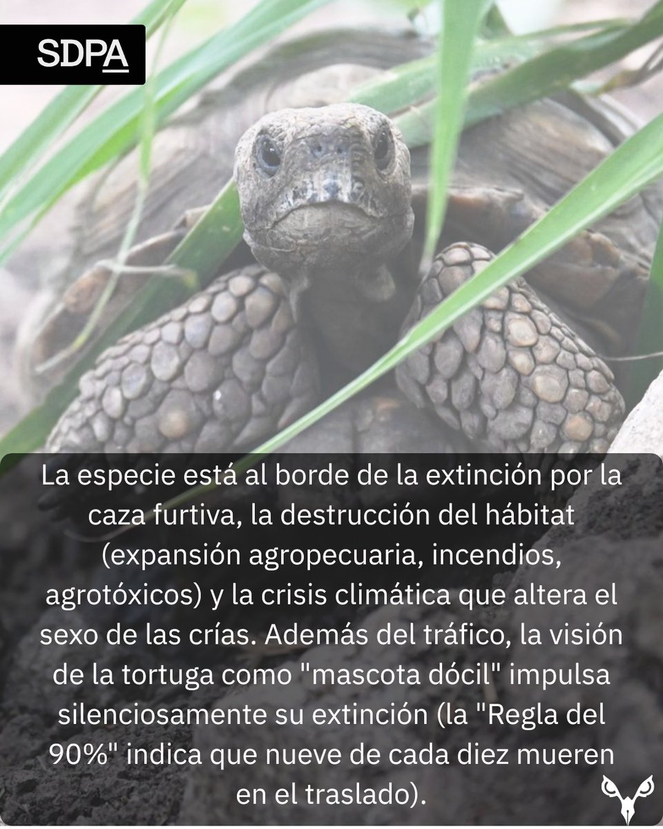 SaladePrensaAmb's tweet photo. Este #InformeEspecial revela la brutal realidad del tráfico ilegal de la tortuga terrestre (Chelonoidis chilensis) en Argentina, amenazando su supervivencia.
https://t.co/9jC5a4c4Zl https://t.co/rUsMFFRsjv