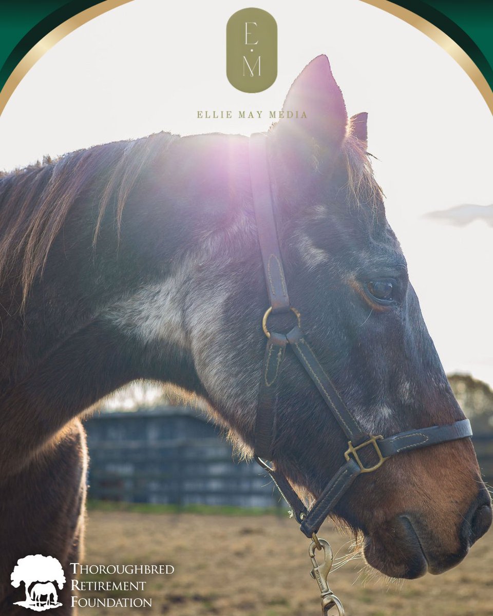 Thoroughbred Retirement Foundation (TRF) tweet media